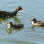 Photo de Poule d'eau