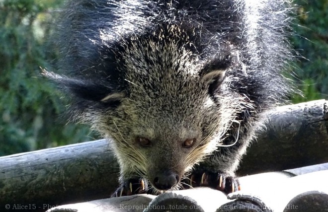 Photo de Binturong