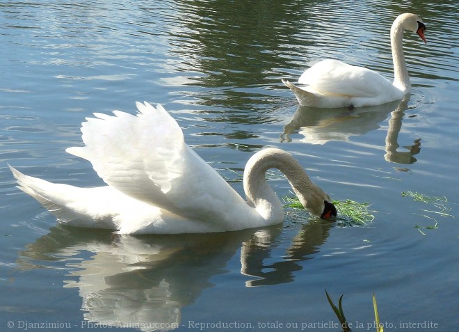 Photo de Cygne