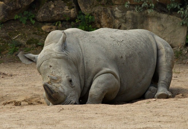 Photo de Rhinocros