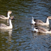 Photo d'Oie de guine