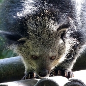 Photo de Binturong