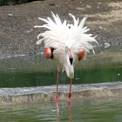 Photo de Flamand rose