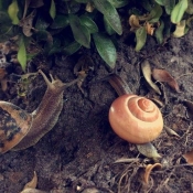 Photo d'Escargot