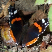 Photo de Papillon - vulcain