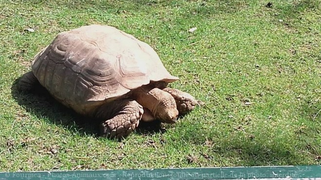 Photo de Tortue