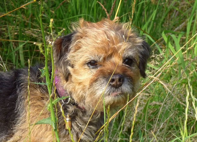 Photo de Border terrier