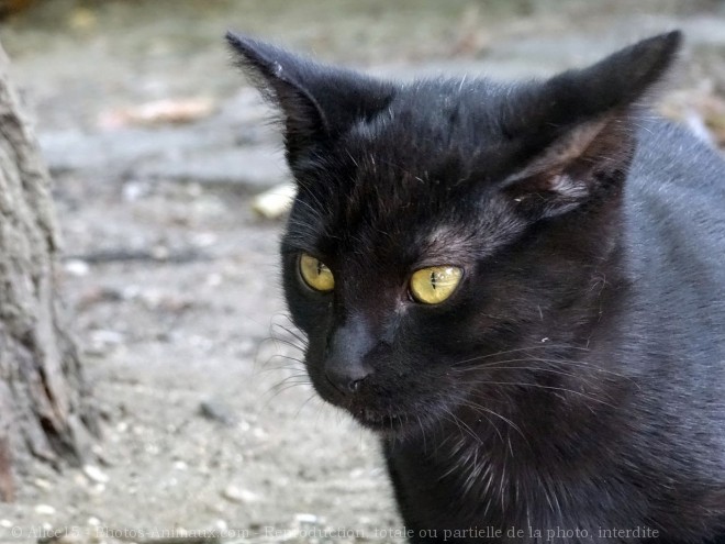 Photo de Chat domestique