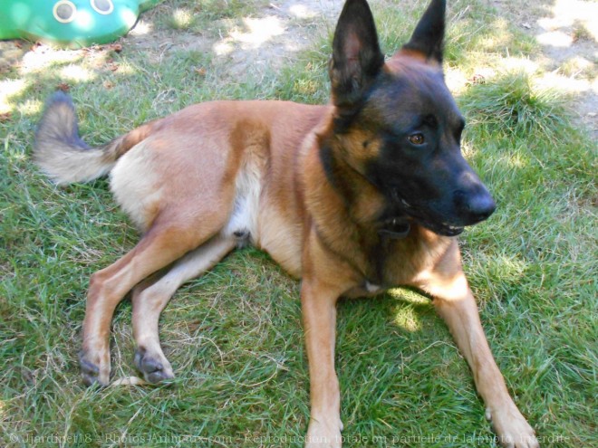 Photo de Berger belge malinois