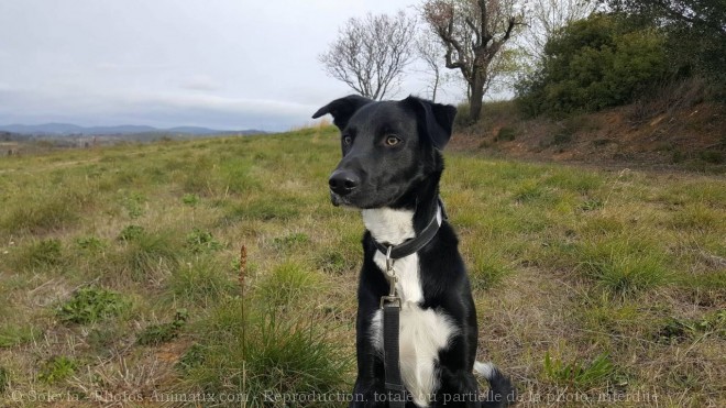 Photo de Border collie