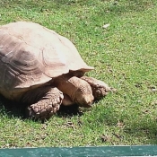 Photo de Tortue