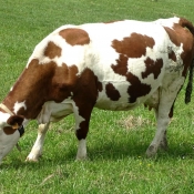 Photo de Vache