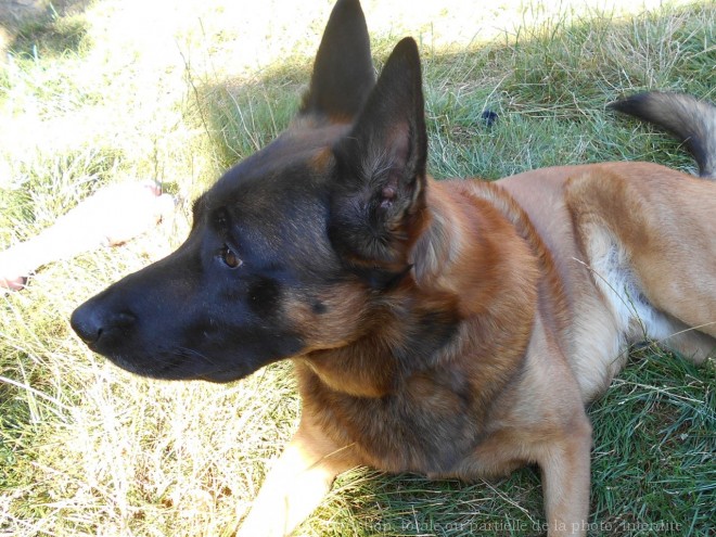 Photo de Berger belge malinois