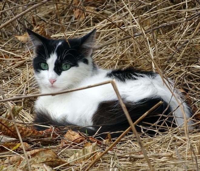 Photo de Chat domestique