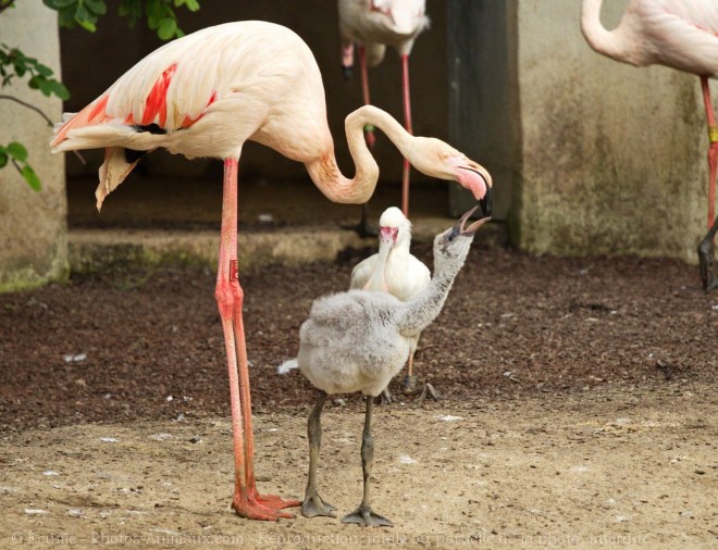 Photo de Flamand rose