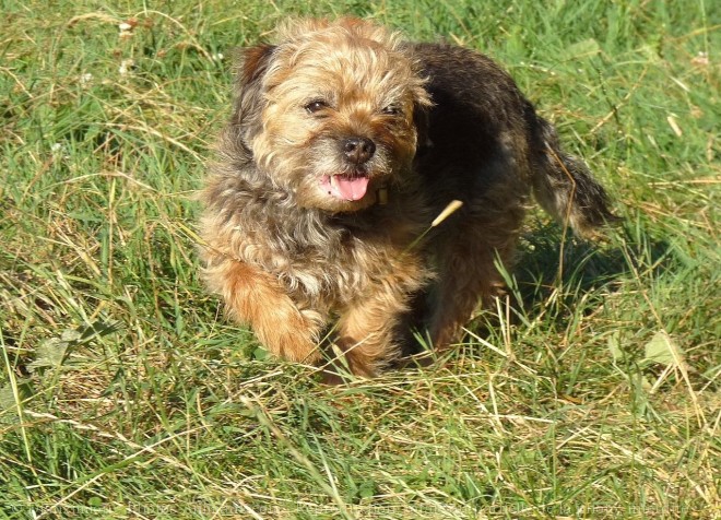 Photo de Border terrier