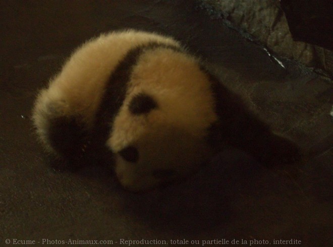 Photo de Panda