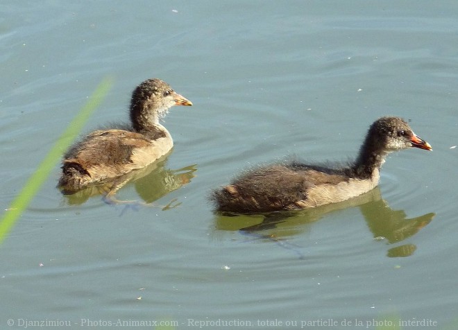 Photo de Poule d'eau