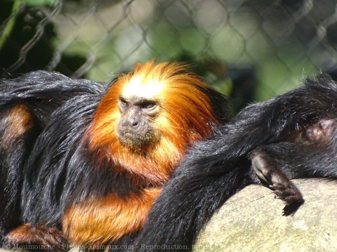 Photo de Singe - tamarin lion  tte dore