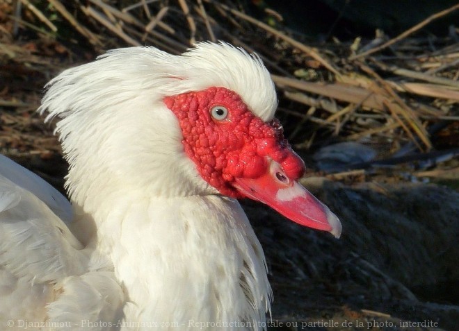 Photo de Canard de barbarie