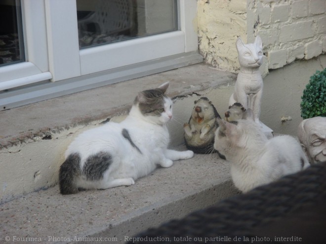 Photo de Chat domestique