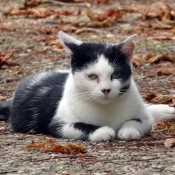 Photo de Chat domestique