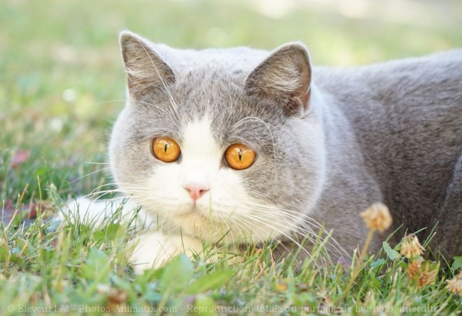 Photo de British shorthair