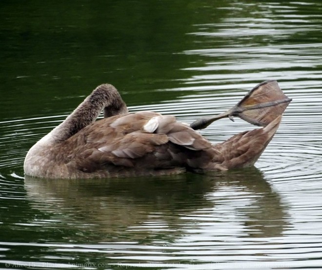 Photo de Cygne