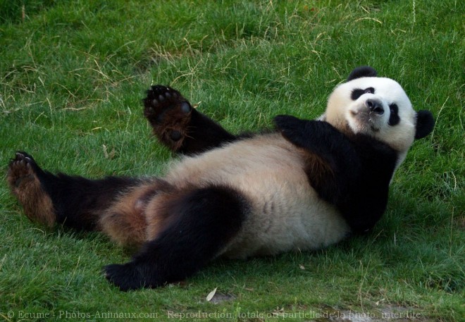 Photo de Panda