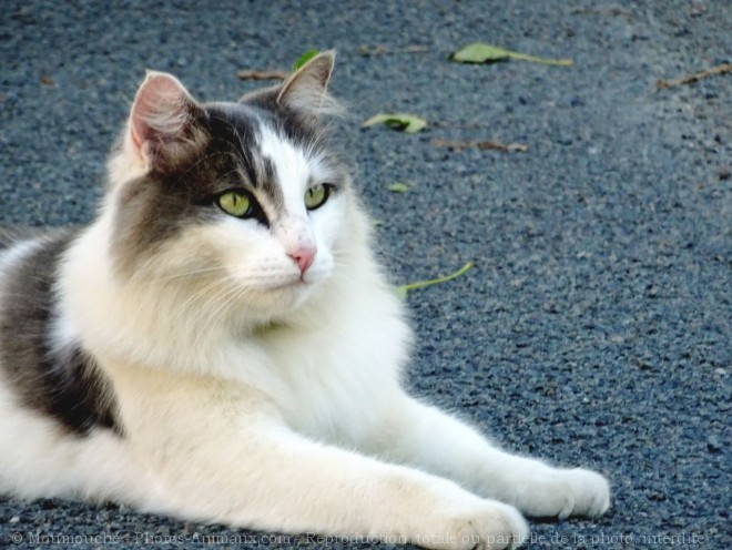 Photo de Chat domestique