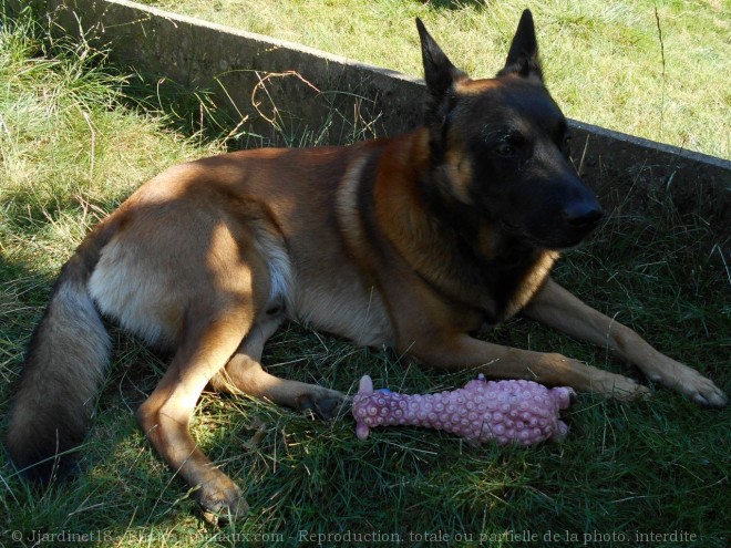 Photo de Berger belge malinois