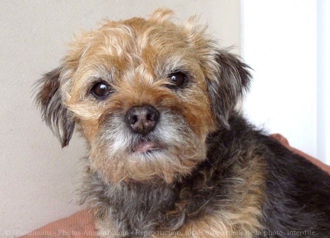 Photo de Border terrier