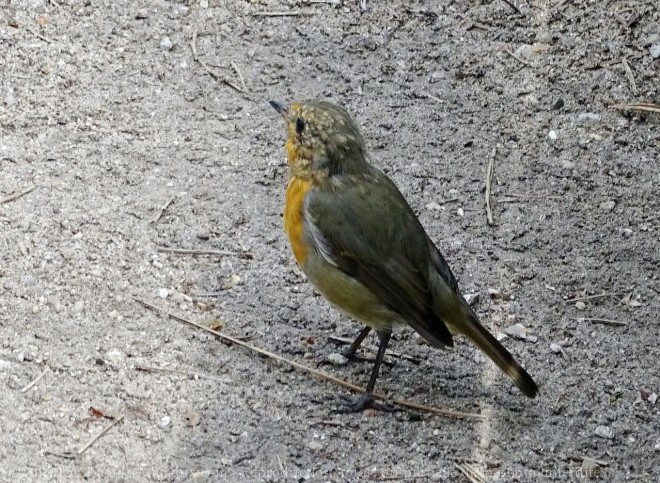 Photo de Rouge gorge