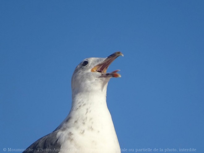 Photo de Goeland