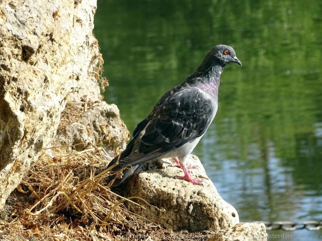 Photo de Pigeon