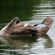 Photo de Cygne