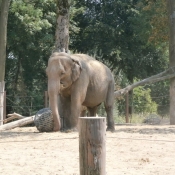 Photo d'Elphant d'asie