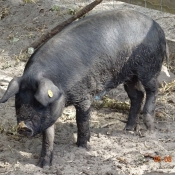 Photo de Cochon