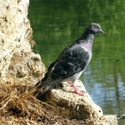 Photo de Pigeon