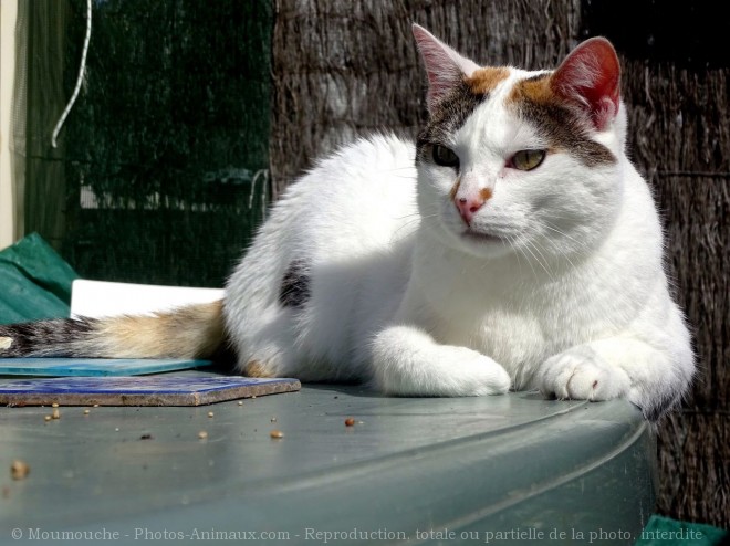 Photo de Chat domestique