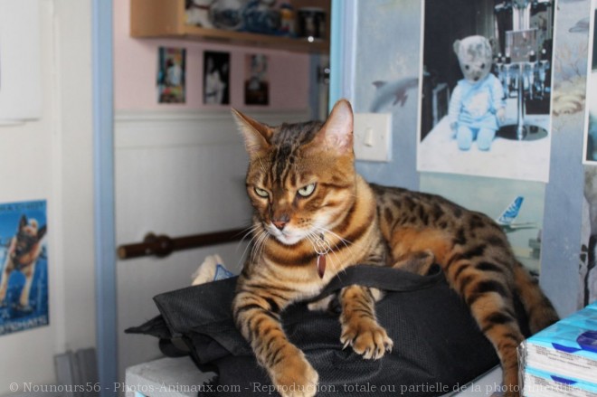 Photo de Bengal