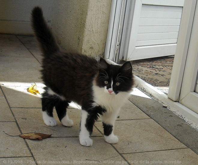 Photo de Chat domestique