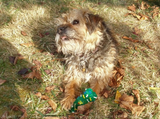 Photo de Border terrier