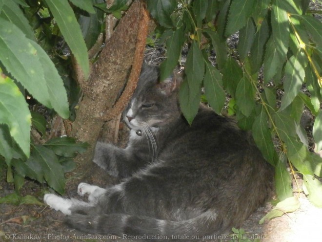 Photo de Chat domestique