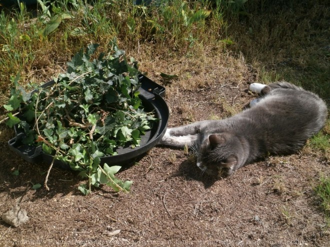 Photo de Chat domestique