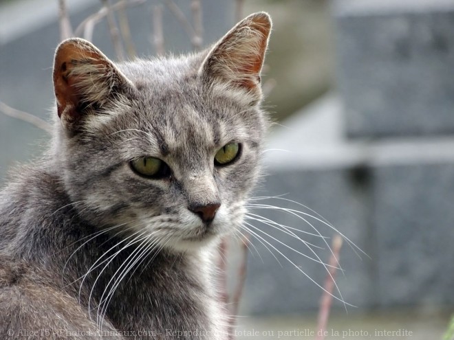 Photo de Chat domestique