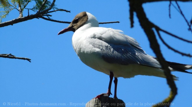 Photo de Mouette