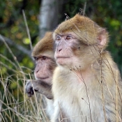 Photo de Singe - magot