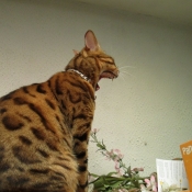 Photo de Bengal