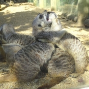 Photo de Suricate